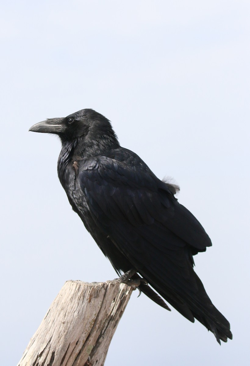 Common Raven - ML624586298