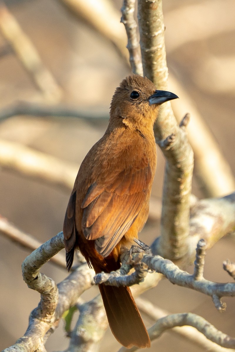 White-lined Tanager - ML624586349