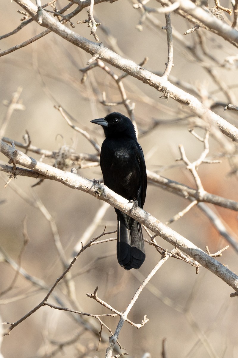 White-lined Tanager - ML624586350