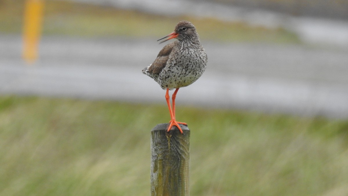 Common Redshank - ML624586369