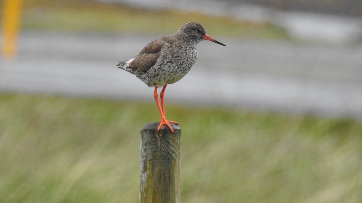 Common Redshank - ML624586370