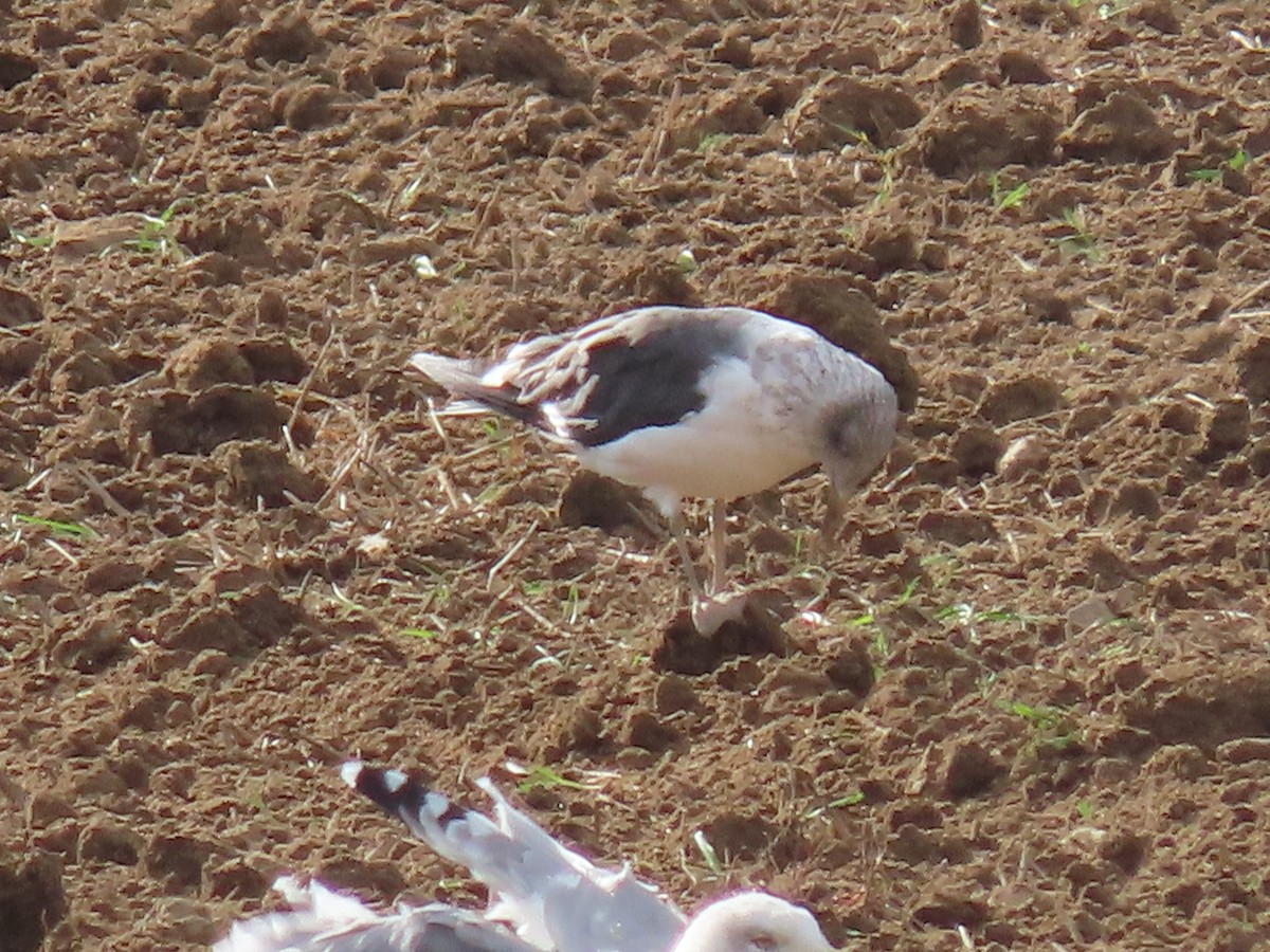 Lesser Black-backed Gull - ML624586371