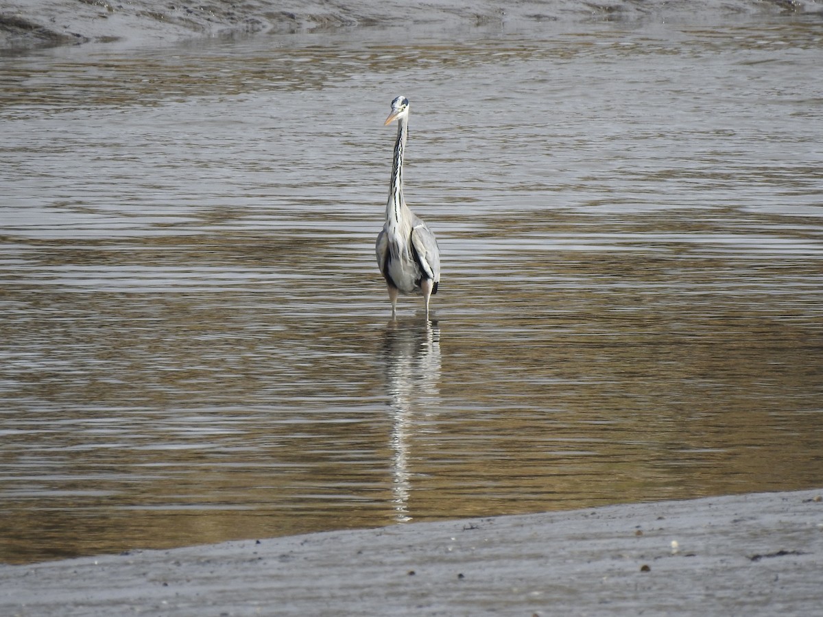 Gray Heron - ML624586374