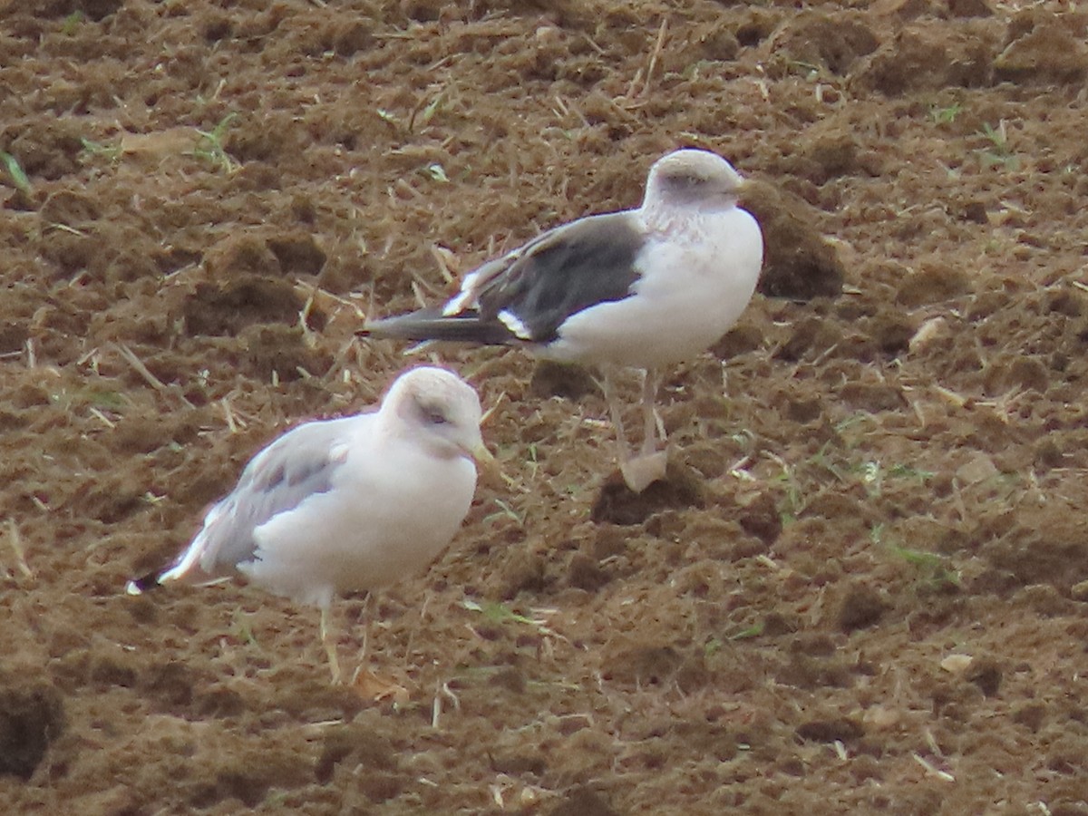 Lesser Black-backed Gull - ML624586375