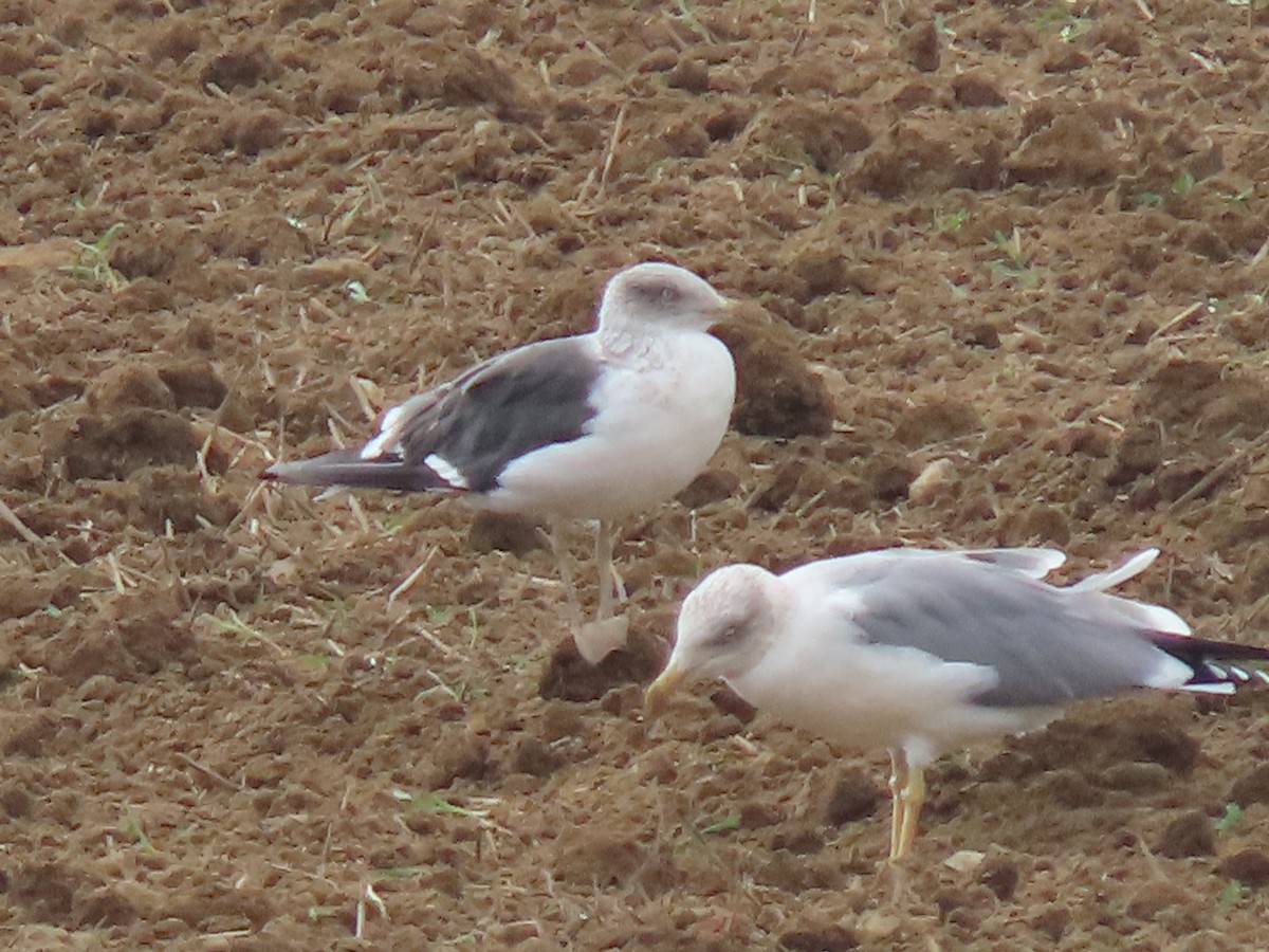 Lesser Black-backed Gull - ML624586376