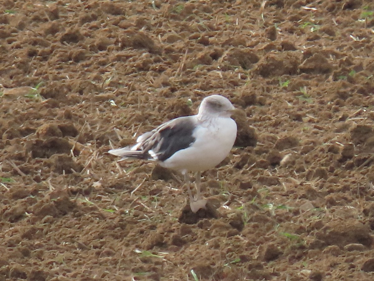 Lesser Black-backed Gull - ML624586377