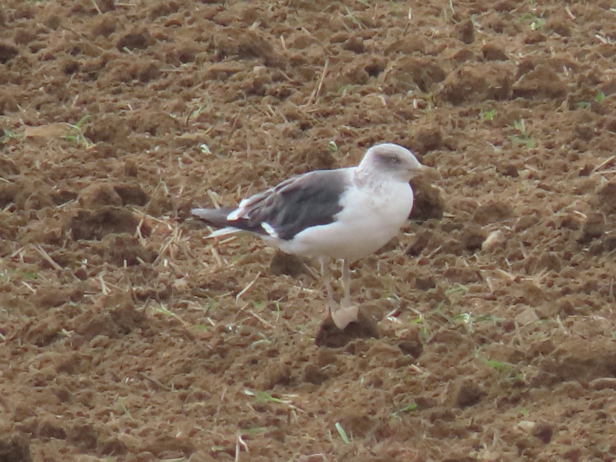 Lesser Black-backed Gull - ML624586378