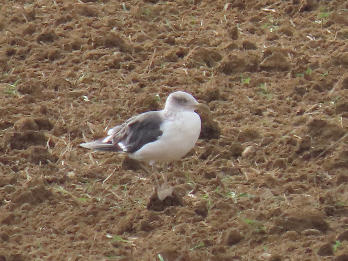 Lesser Black-backed Gull - ML624586379