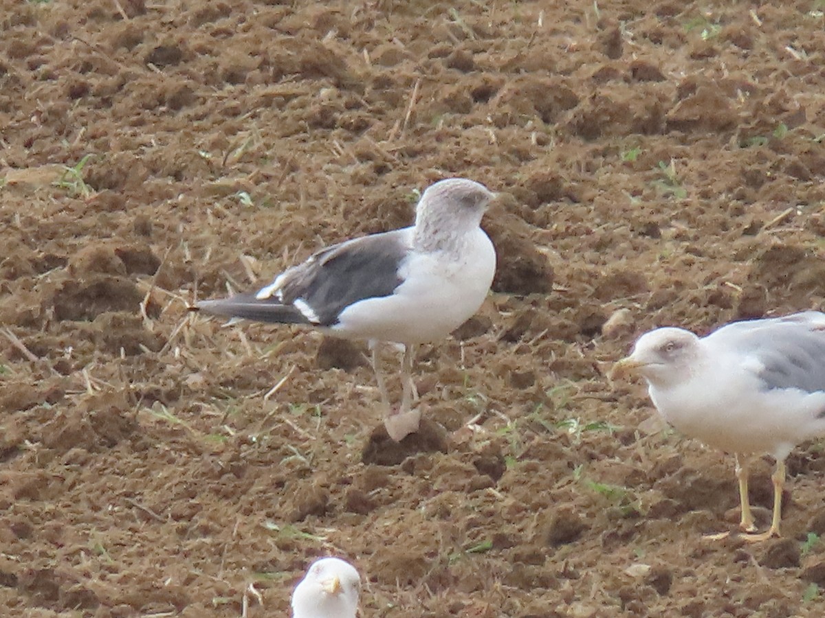 Lesser Black-backed Gull - ML624586380