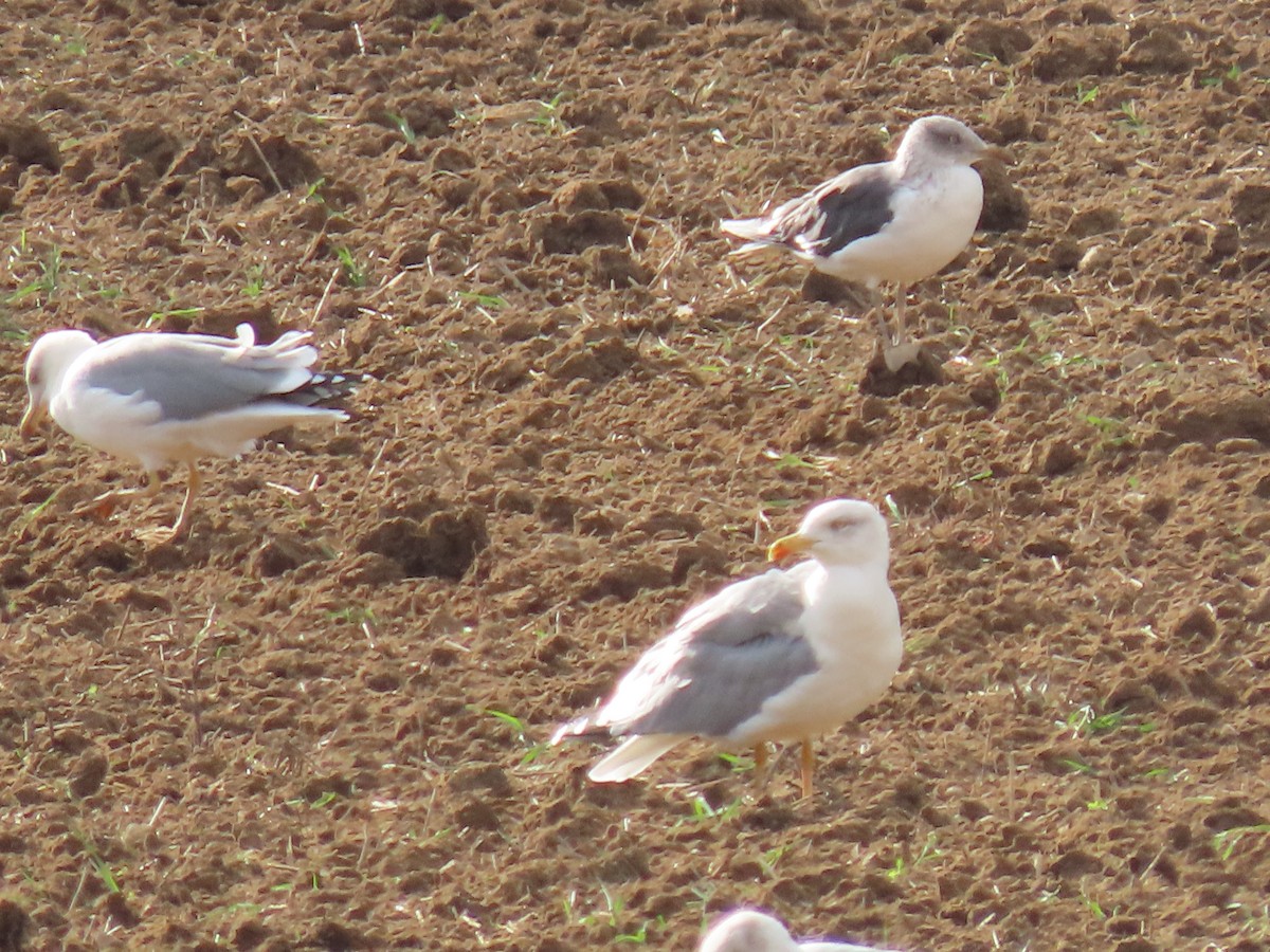 Lesser Black-backed Gull - ML624586381