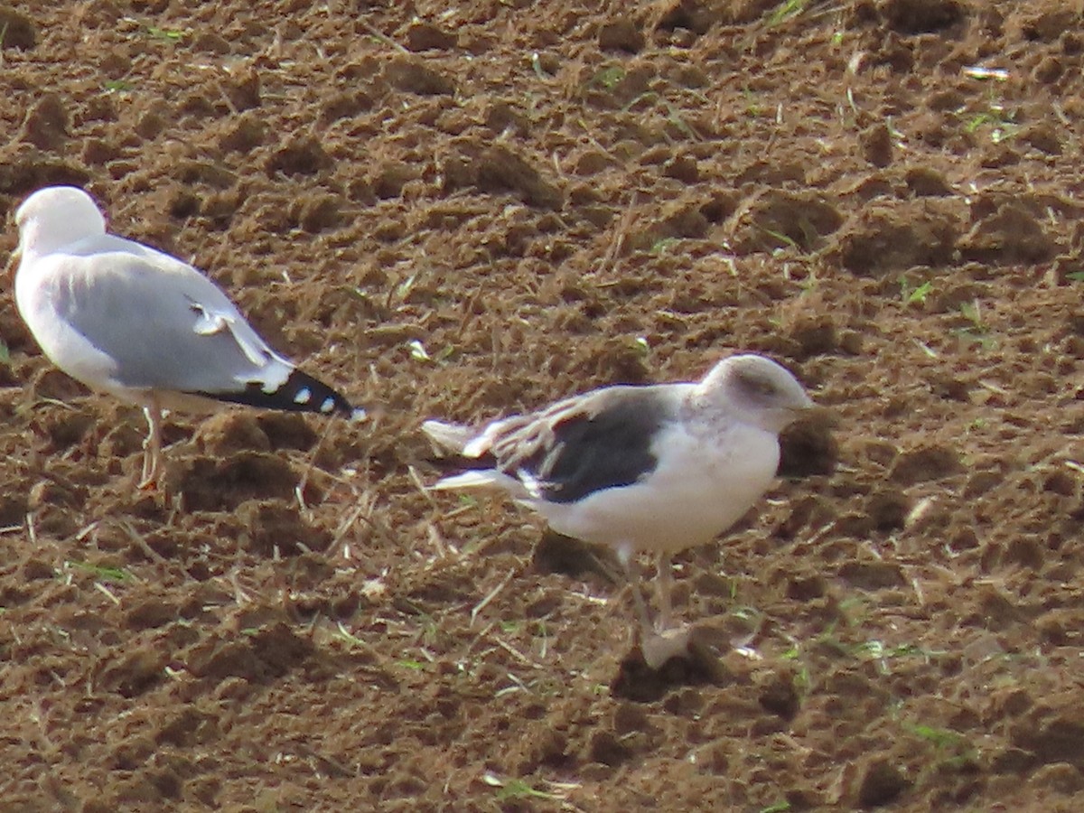 Lesser Black-backed Gull - ML624586382