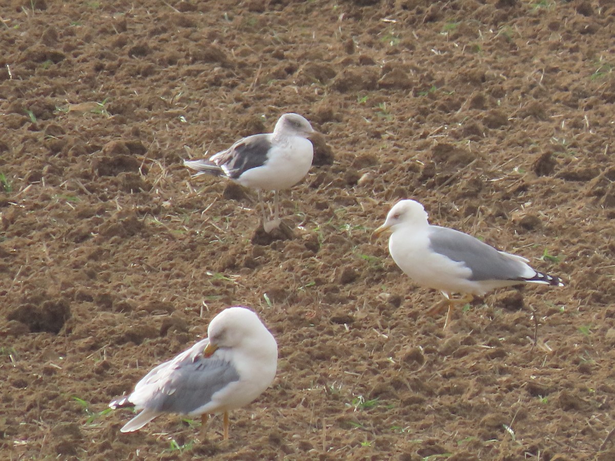 Lesser Black-backed Gull - ML624586383