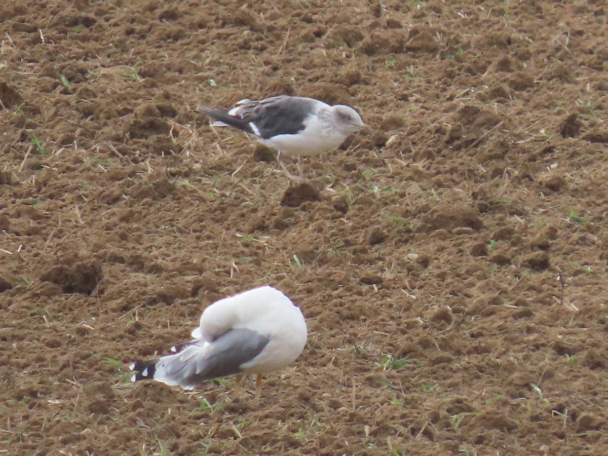 Lesser Black-backed Gull - ML624586384