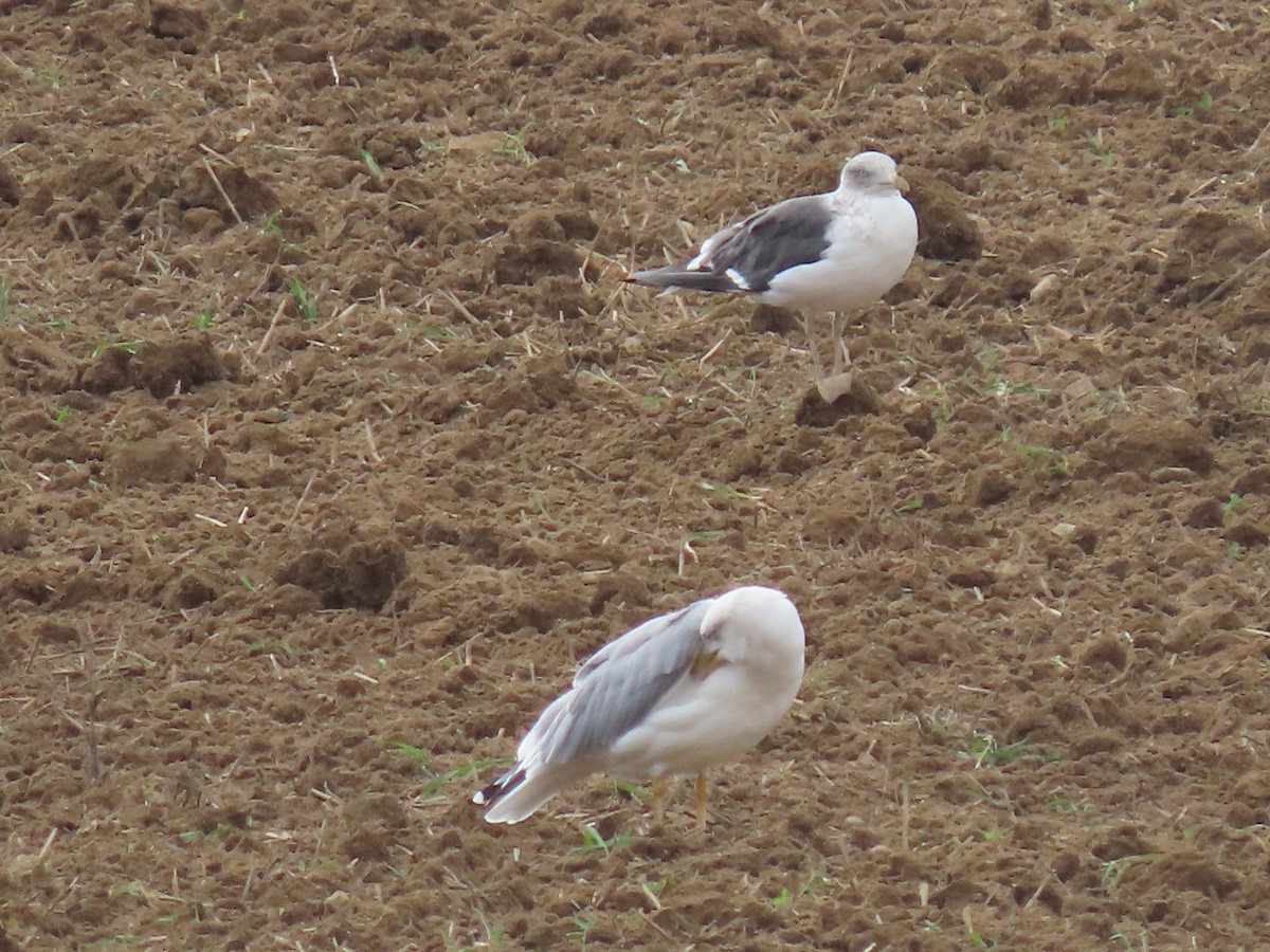 Lesser Black-backed Gull - ML624586385