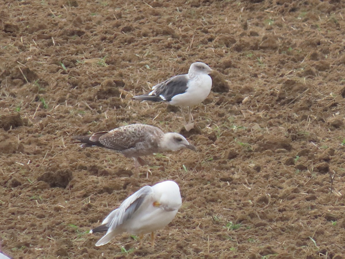 Lesser Black-backed Gull - ML624586386