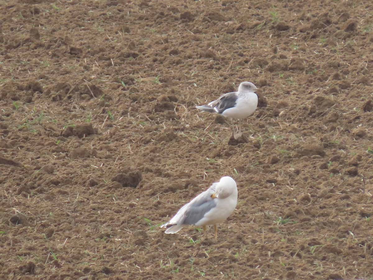 Lesser Black-backed Gull - ML624586387