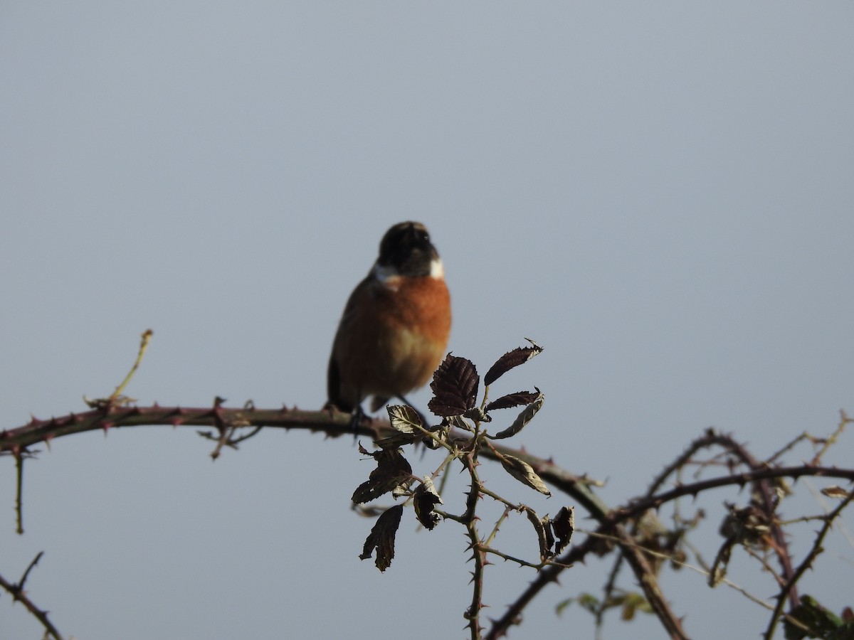 European Stonechat - ML624586398