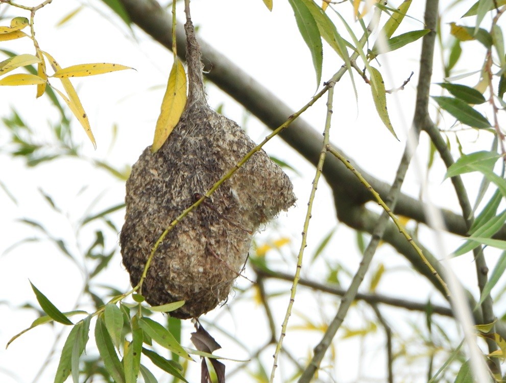 Eurasian Penduline-Tit - ML624586403