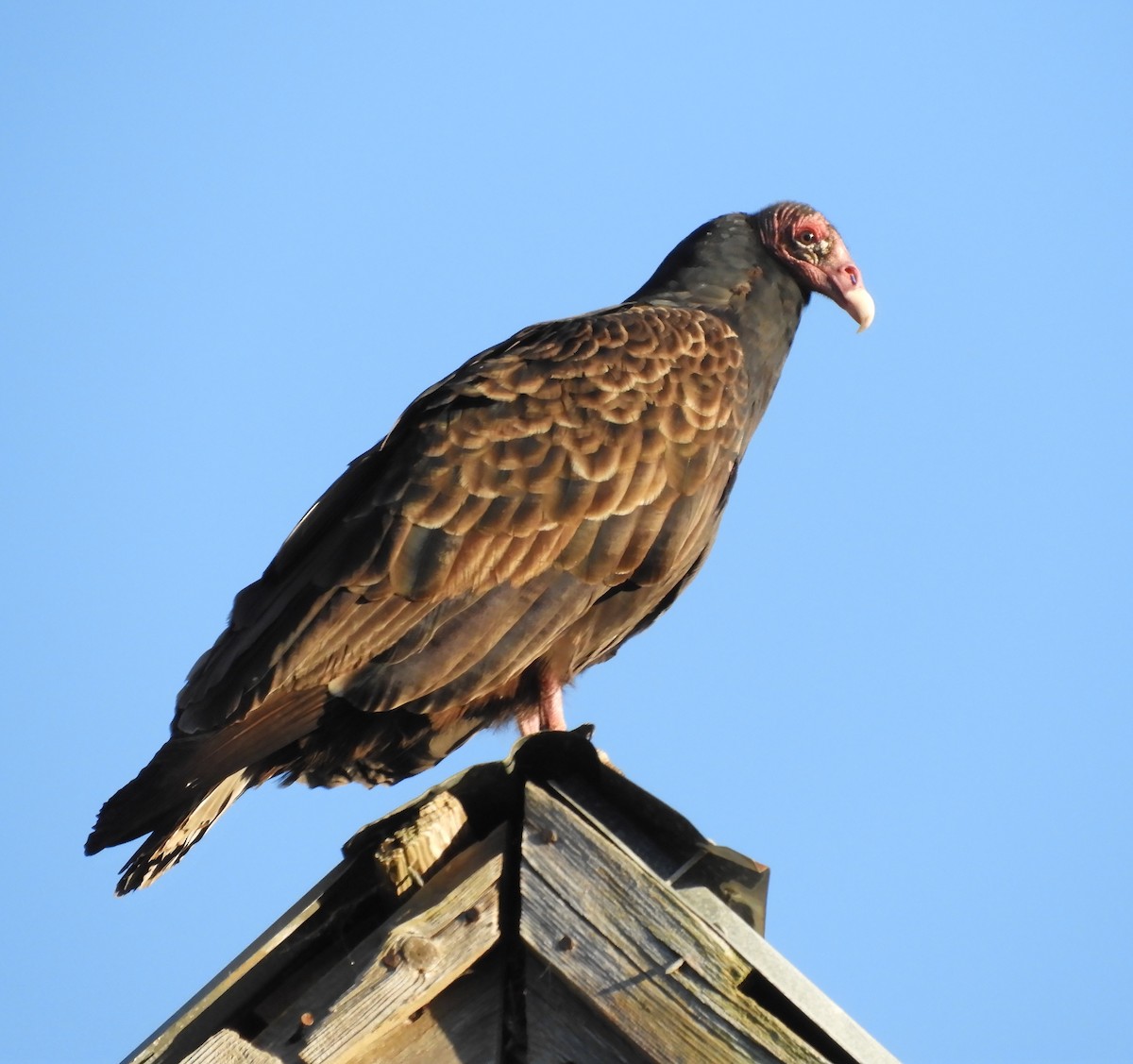 Turkey Vulture - ML624586404