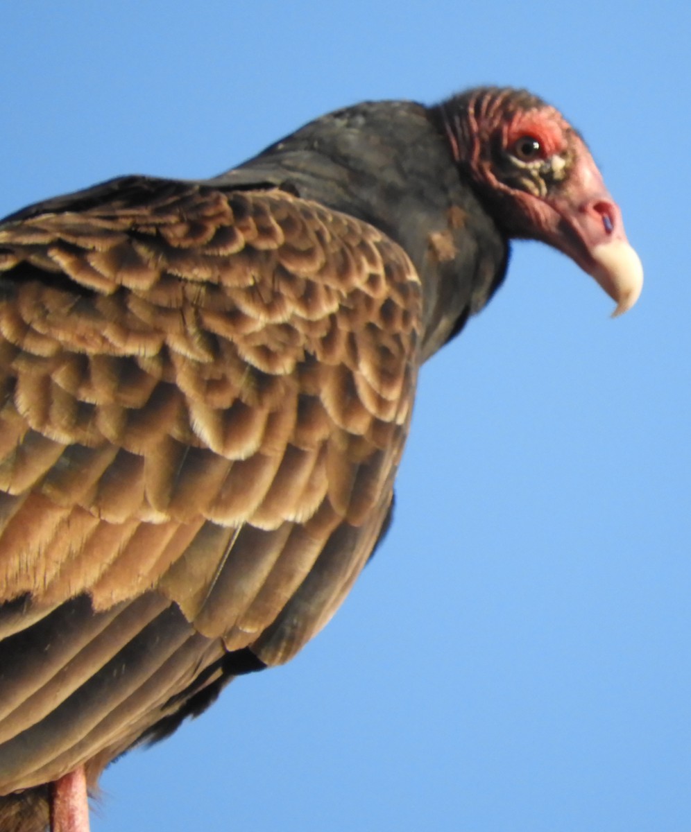 Turkey Vulture - ML624586406