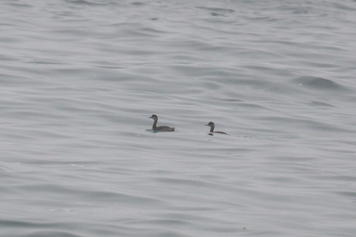 Eared Grebe - David Carr