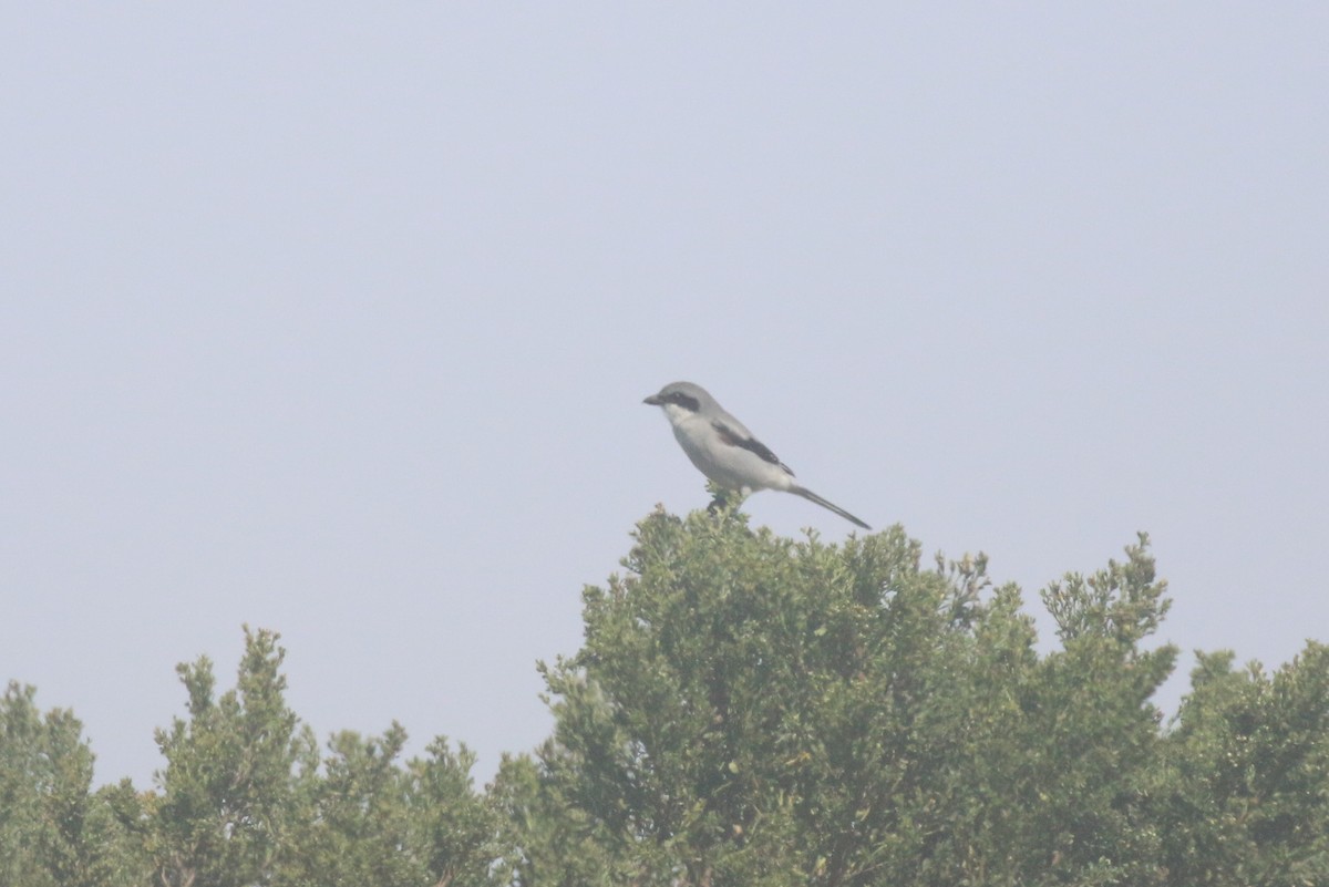 Loggerhead Shrike - ML624586423