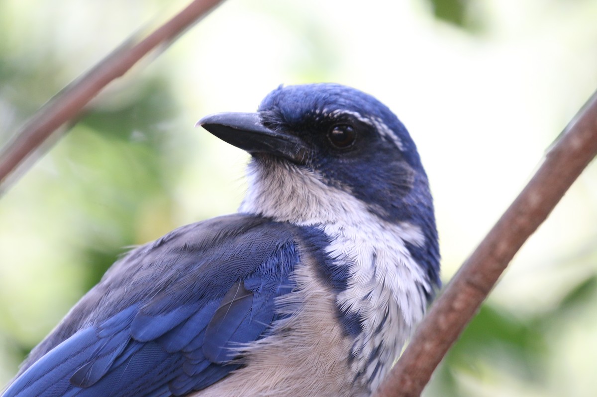 Island Scrub-Jay - David Carr