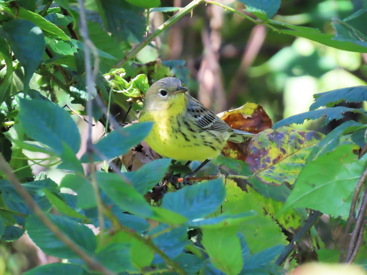 Kirtland's Warbler - ML624586465