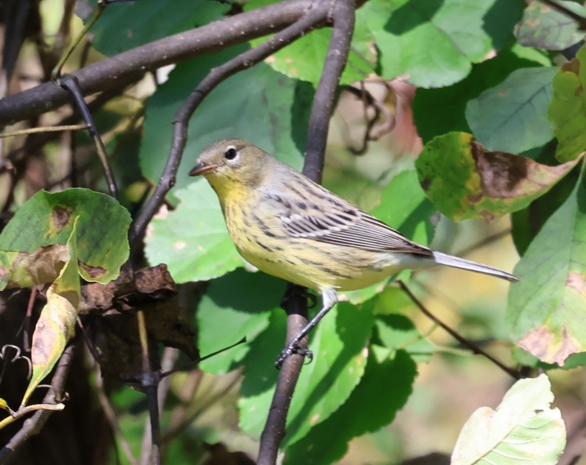 Kirtland's Warbler - ML624586545