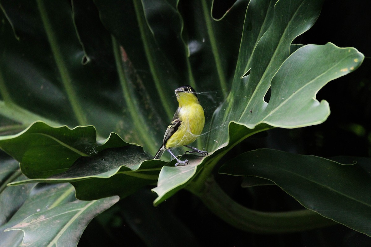 Common Tody-Flycatcher - ML624586562