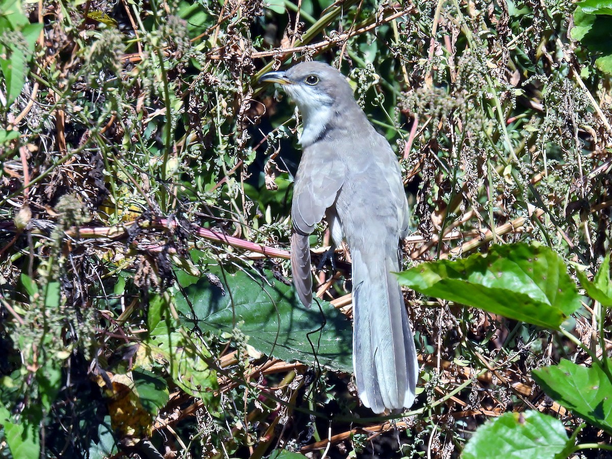 Yellow-billed Cuckoo - ML624586571