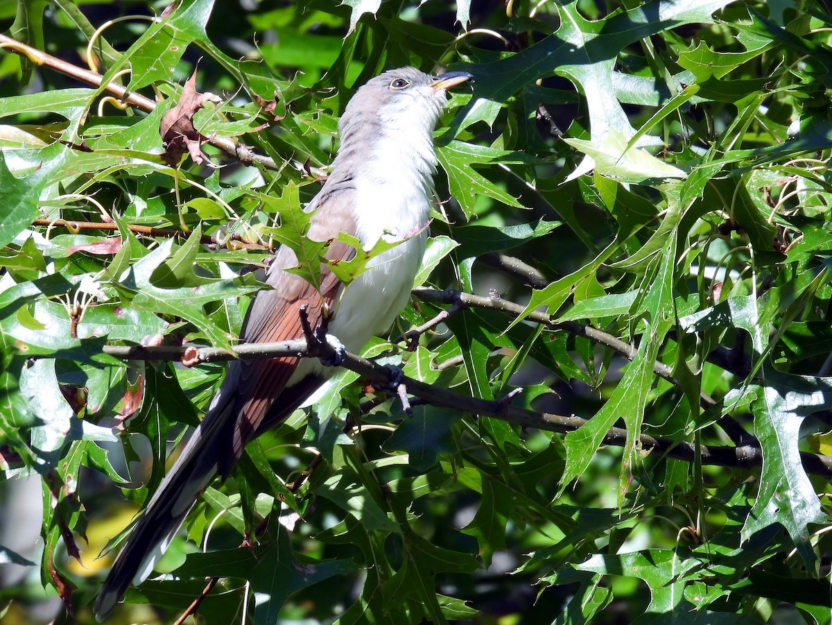 Yellow-billed Cuckoo - ML624586572