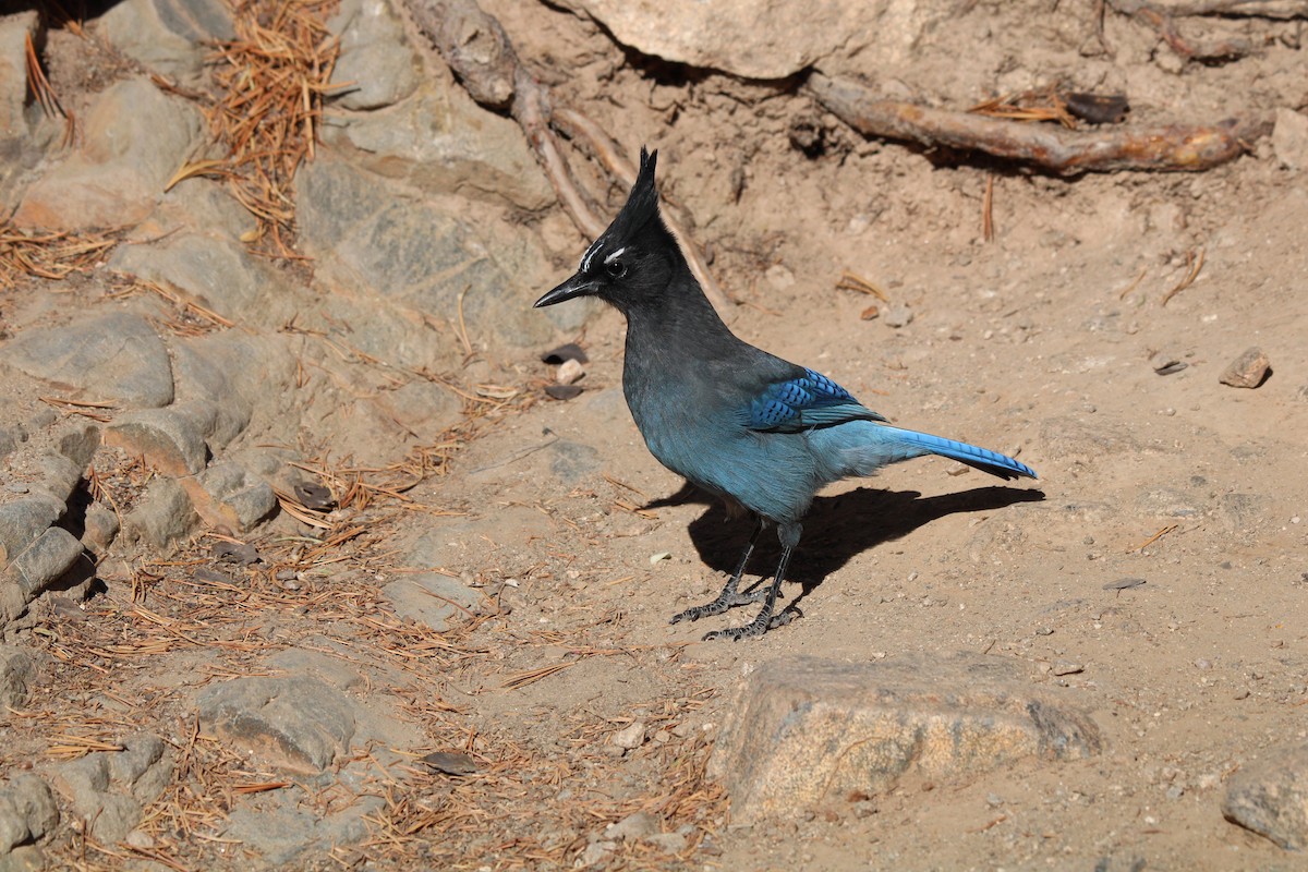 Steller's Jay - ML624586574