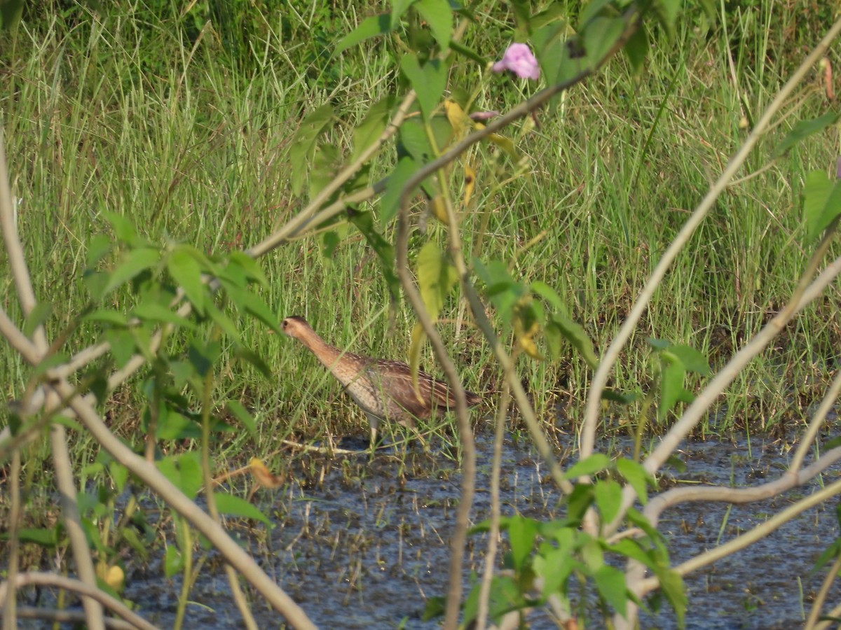 Râle à crête - ML624586584