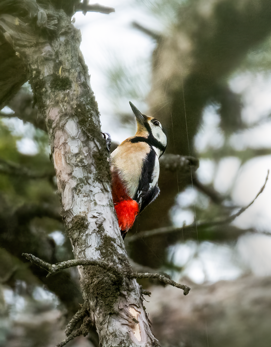 Great Spotted Woodpecker - Mustafa Göçmezler