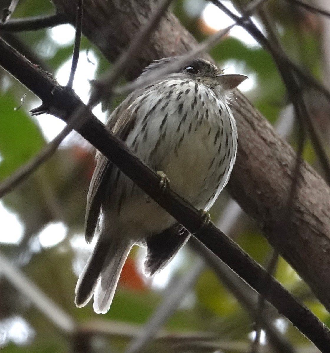 アフリカヒロハシ - ML624586595