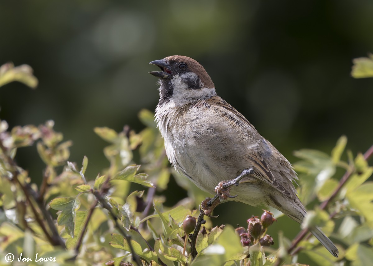 Eurasian Tree Sparrow - Jon Lowes