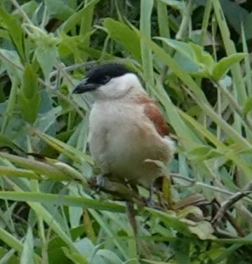 ズグロヤブモズ - ML624586628