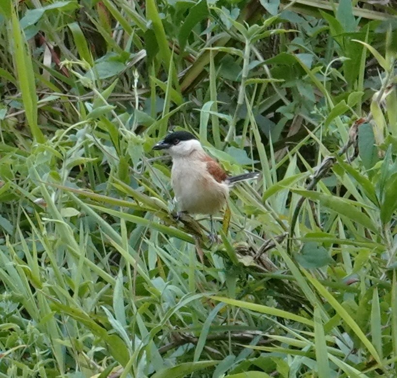 ズグロヤブモズ - ML624586629