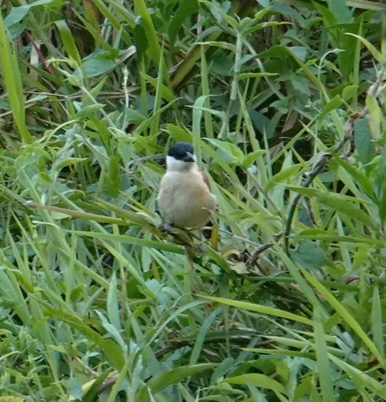 ズグロヤブモズ - ML624586630