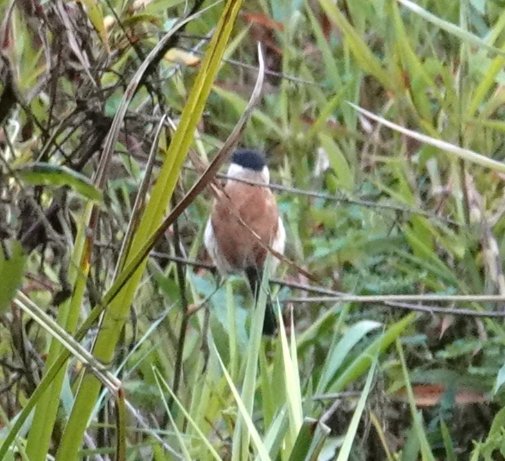 ズグロヤブモズ - ML624586631