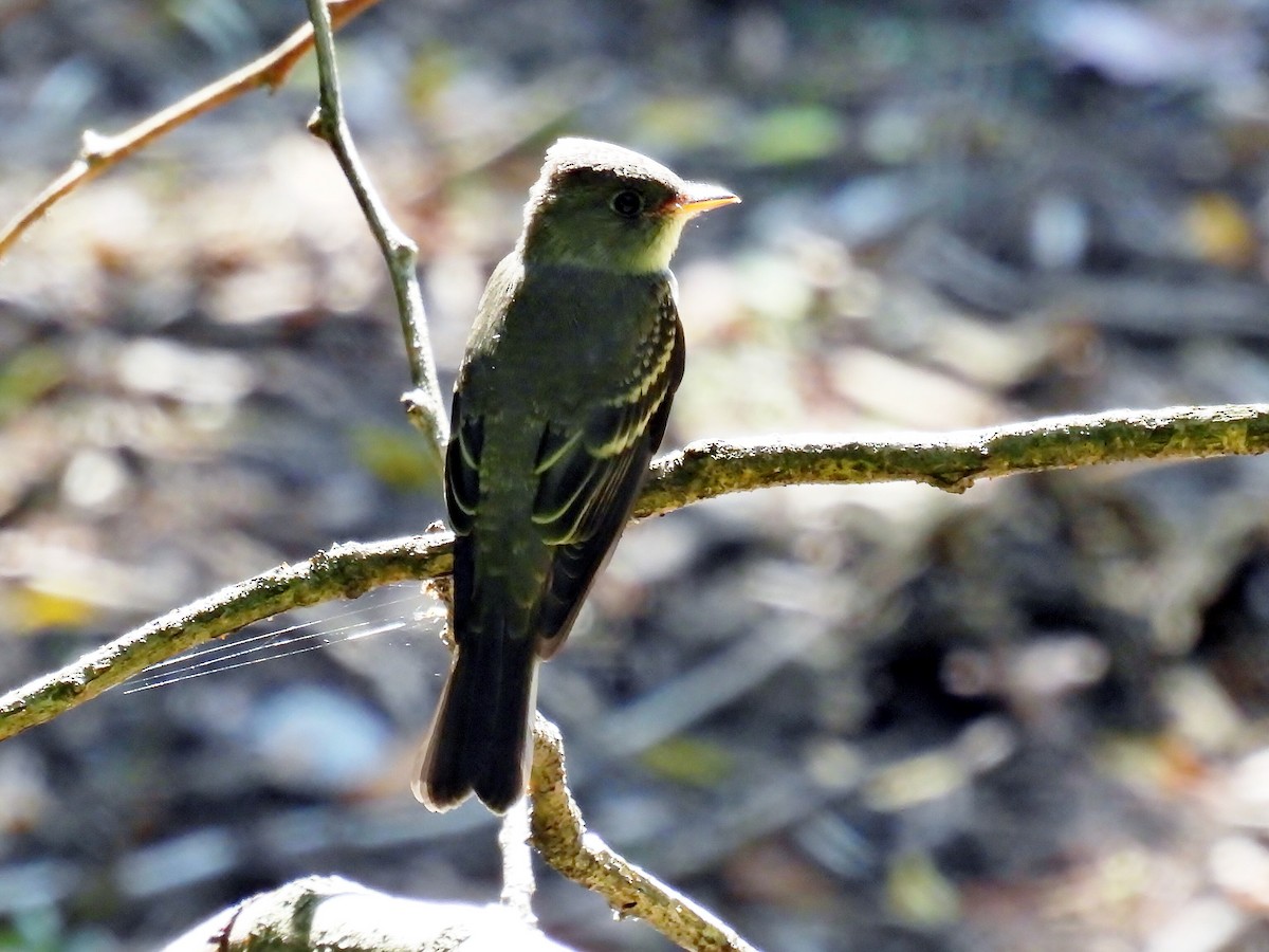 Eastern Wood-Pewee - ML624586635