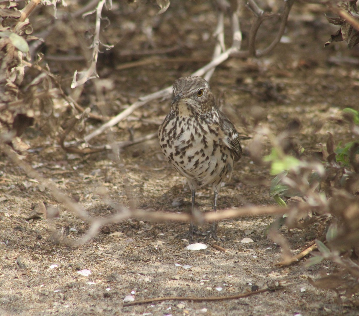 Sage Thrasher - Joanne Sherif