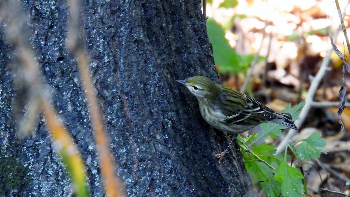 Blackpoll Warbler - ML624586697