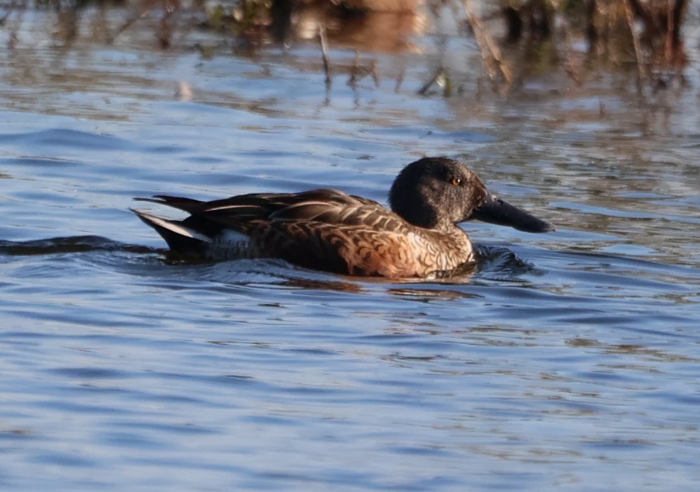 Canard souchet - ML624586704