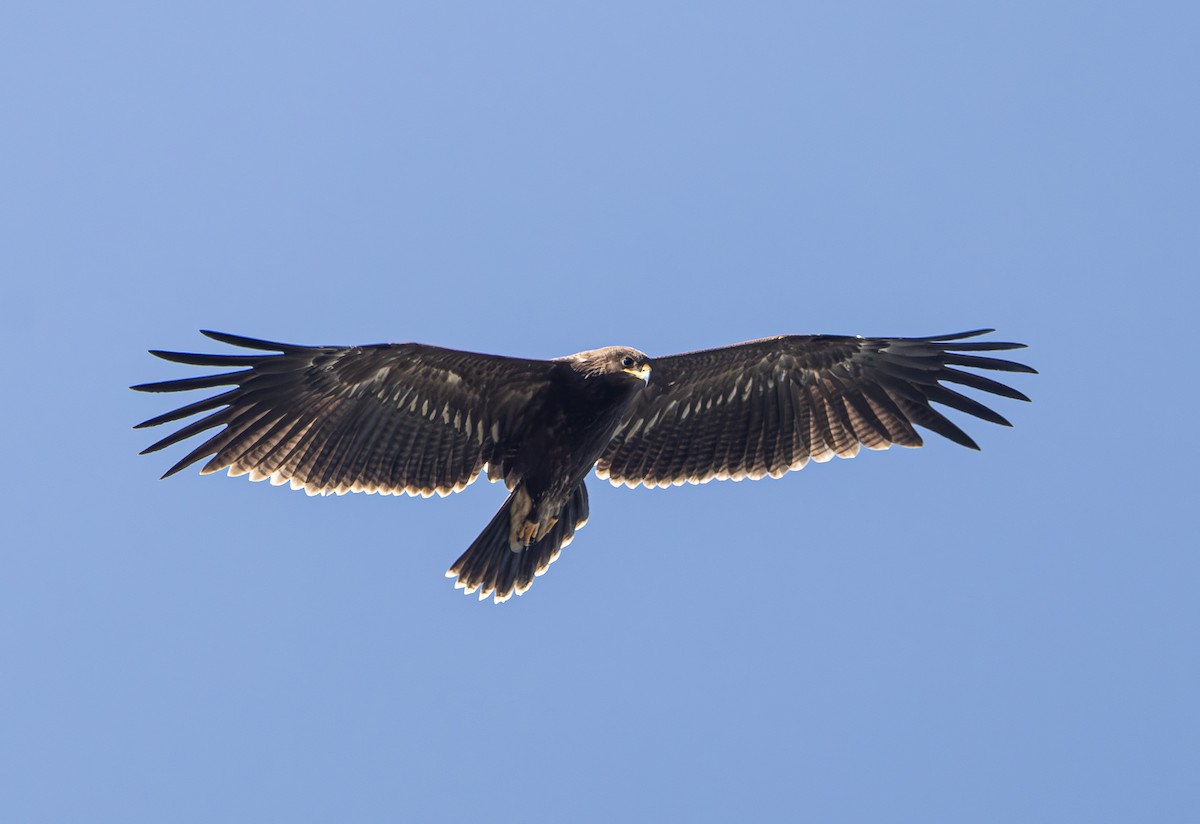 Greater Spotted Eagle - ML624586748