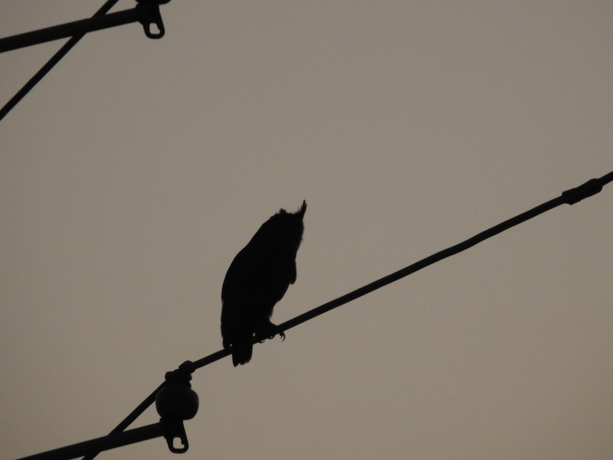 Great Horned Owl - ML624586751