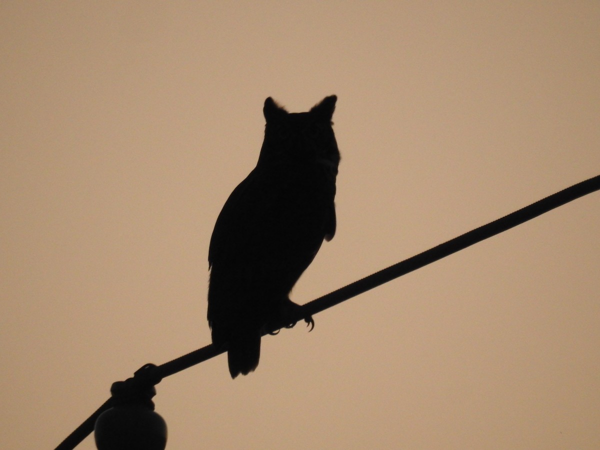 Great Horned Owl - ML624586754