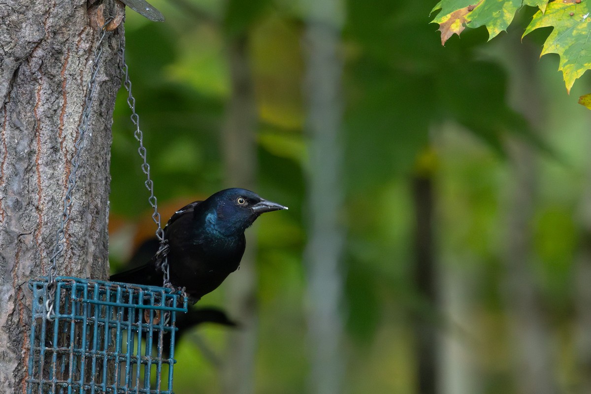 Common Grackle - Kevin Regan