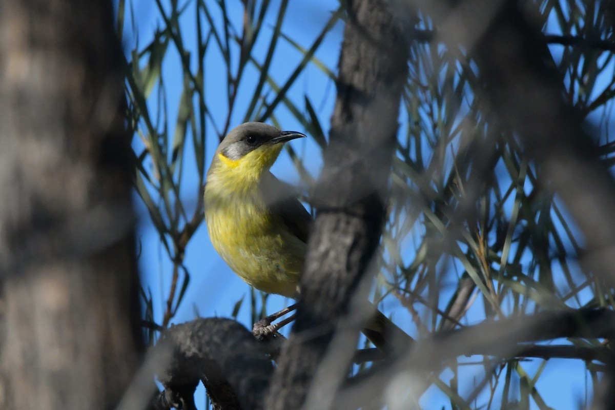 Gray-headed Honeyeater - ML624586806